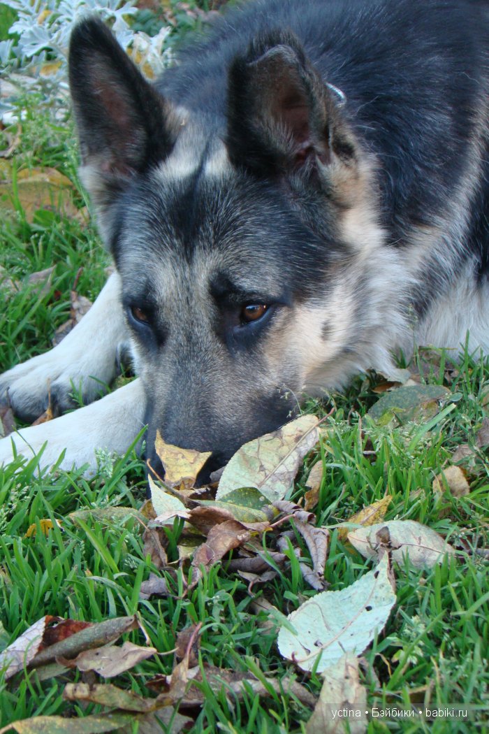 Моя новенькая кукла Annette Himstedt