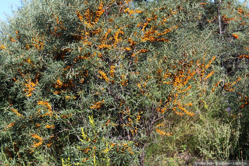 План-2 — Куклы Fairyland (ФэйриЛэнд): BJD (БЖД)