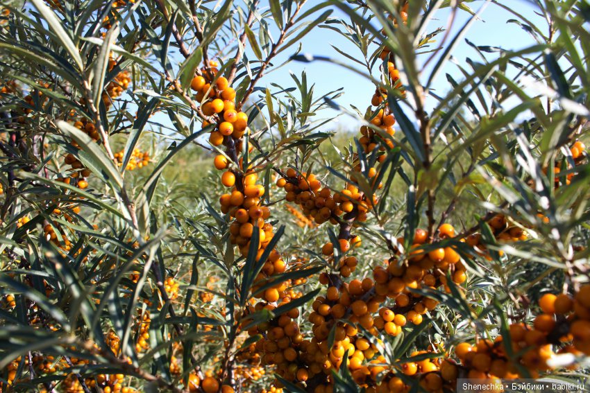 План-2 — Куклы Fairyland (ФэйриЛэнд): BJD (БЖД)