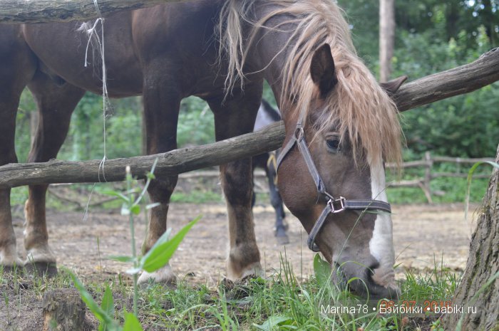 Ожившая история, или прогулка по городскому парку