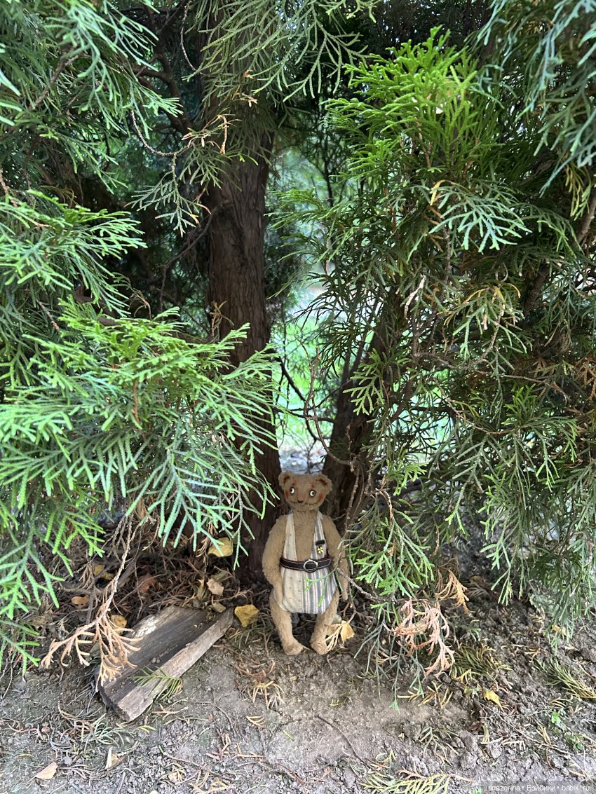 Первая прогулка компаньона Миши (фото 5)