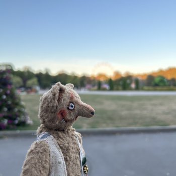 Первая прогулка компаньона Миши