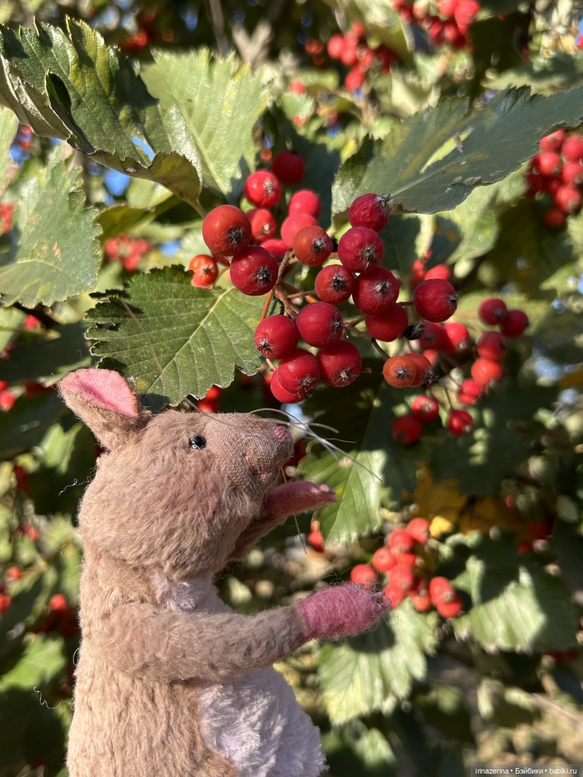 Крыс,Миш и краски осени 🍁