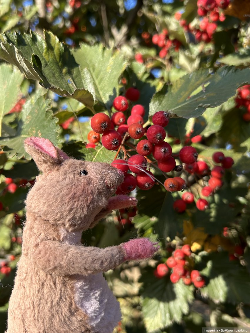 Крыс,Миш и краски осени 🍁