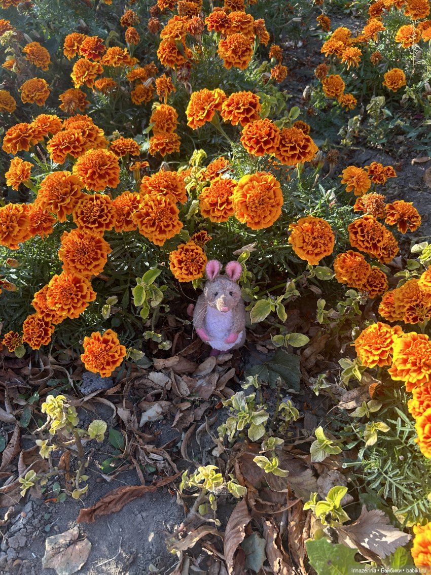 Крыс,Миш и краски осени 🍁 (фото 3)