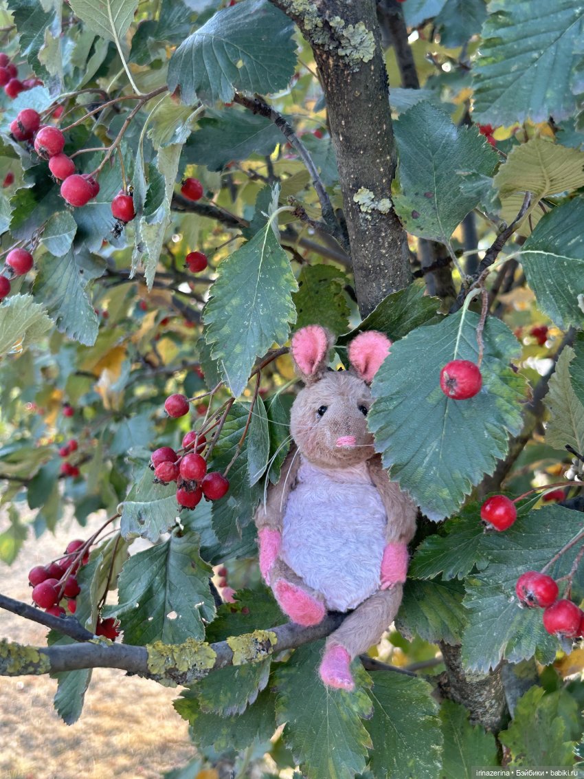 Крыс,Миш и краски осени 🍁
