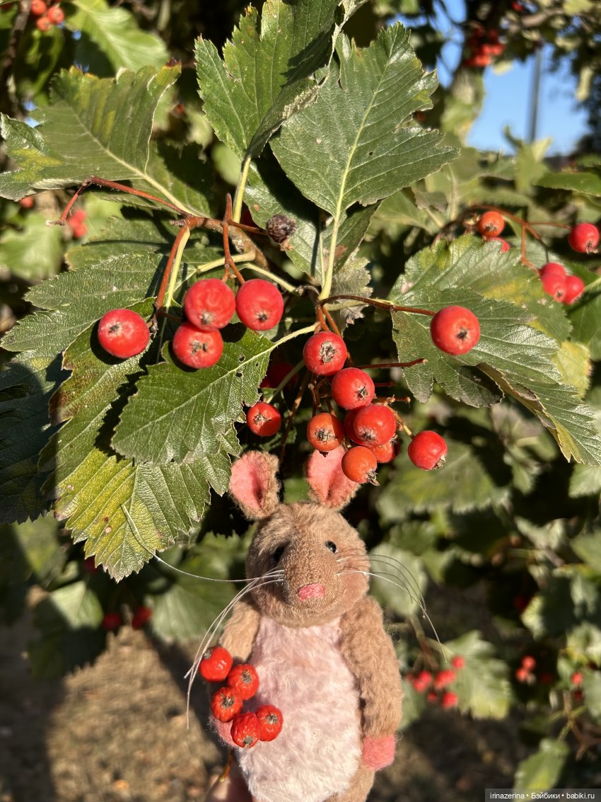Крыс,Миш и краски осени 🍁