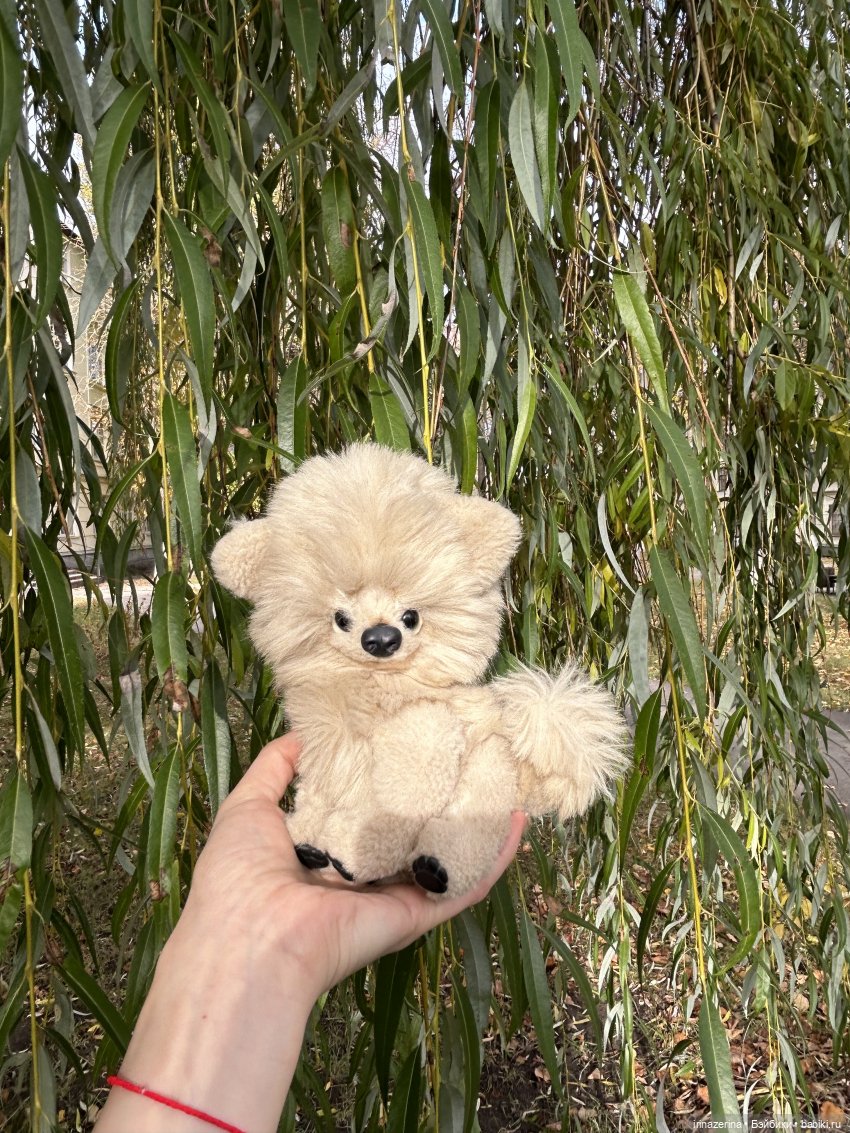 Шпиц Пекин на первой в своей жизни прогулке (фото 7)