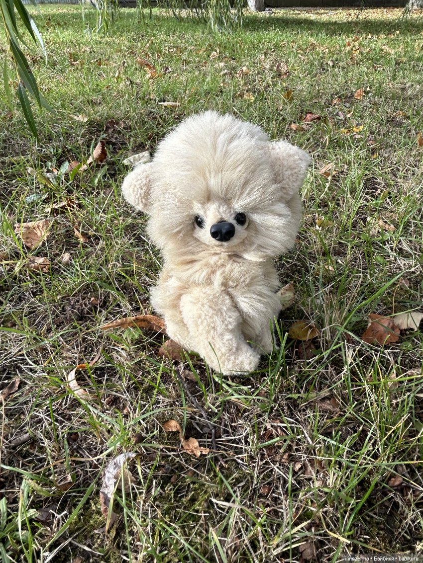 Шпиц Пекин на первой в своей жизни прогулке (фото 6)