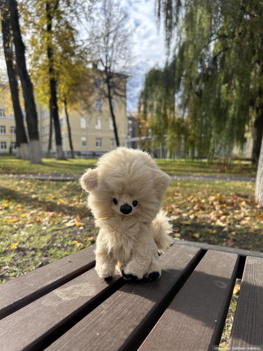 Шпиц Пекин на первой в своей жизни прогулке