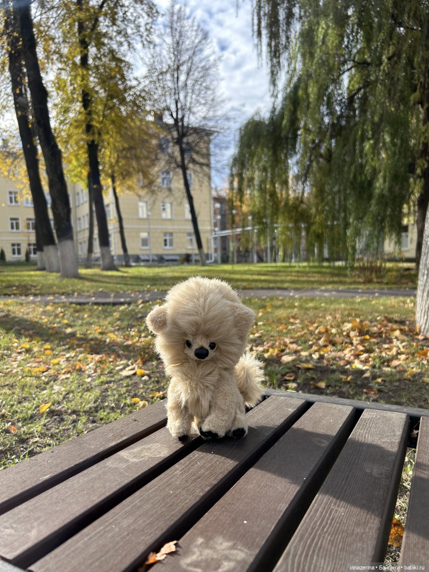 Шпиц Пекин на первой в своей жизни прогулке (фото 2)