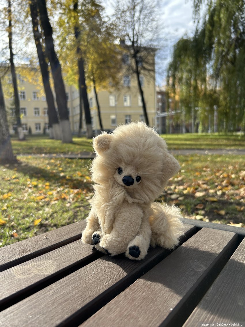 Шпиц Пекин на первой в своей жизни прогулке (фото 4)