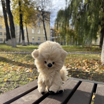Шпиц Пекин на первой в своей жизни прогулке