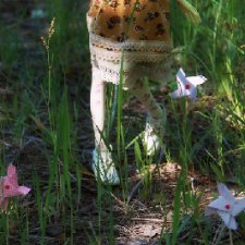 Кусочек мая