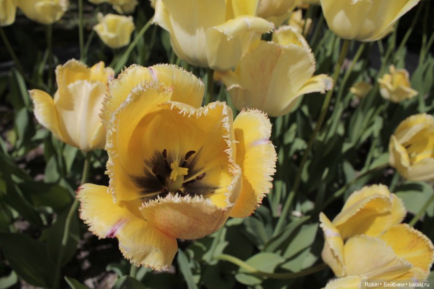 Весна в городе — Куклы Fairyland (ФэйриЛэнд): BJD (БЖД)