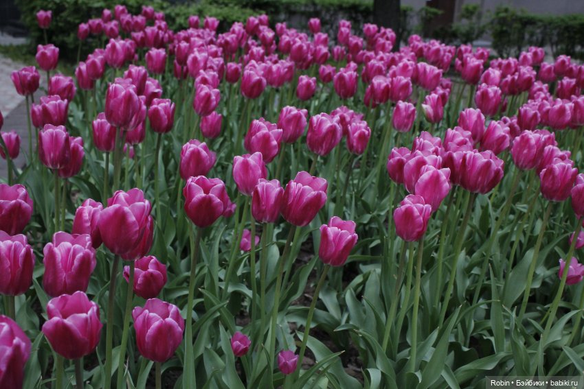 Весна в городе — Куклы Fairyland (ФэйриЛэнд): BJD (БЖД)