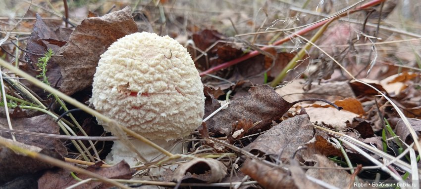 Сердце осени — Куклы Fairyland (ФэйриЛэнд): BJD (БЖД) (фото 5)