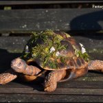 Шарнирная Черепаха Doroty