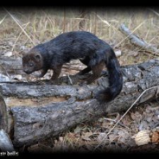 Хорёк мягкая подвижная скульптура ручной работы