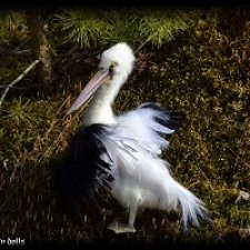 Пеликан мягкая подвижная скульптура ручной работы