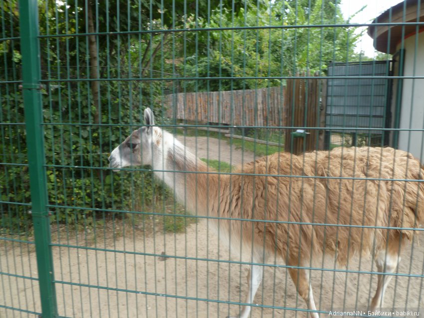 Прогулка по зоопарку)) Продолжение (фото 9)
