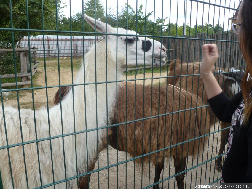 Прогулка по зоопарку)) Продолжение (фото 10)