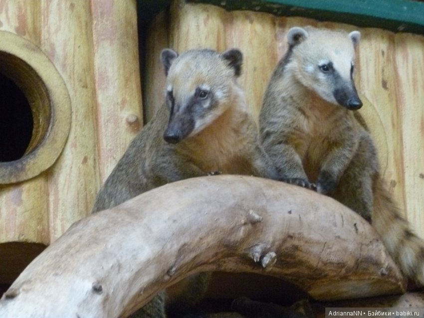 Прогулка по зоопарку)) Продолжение