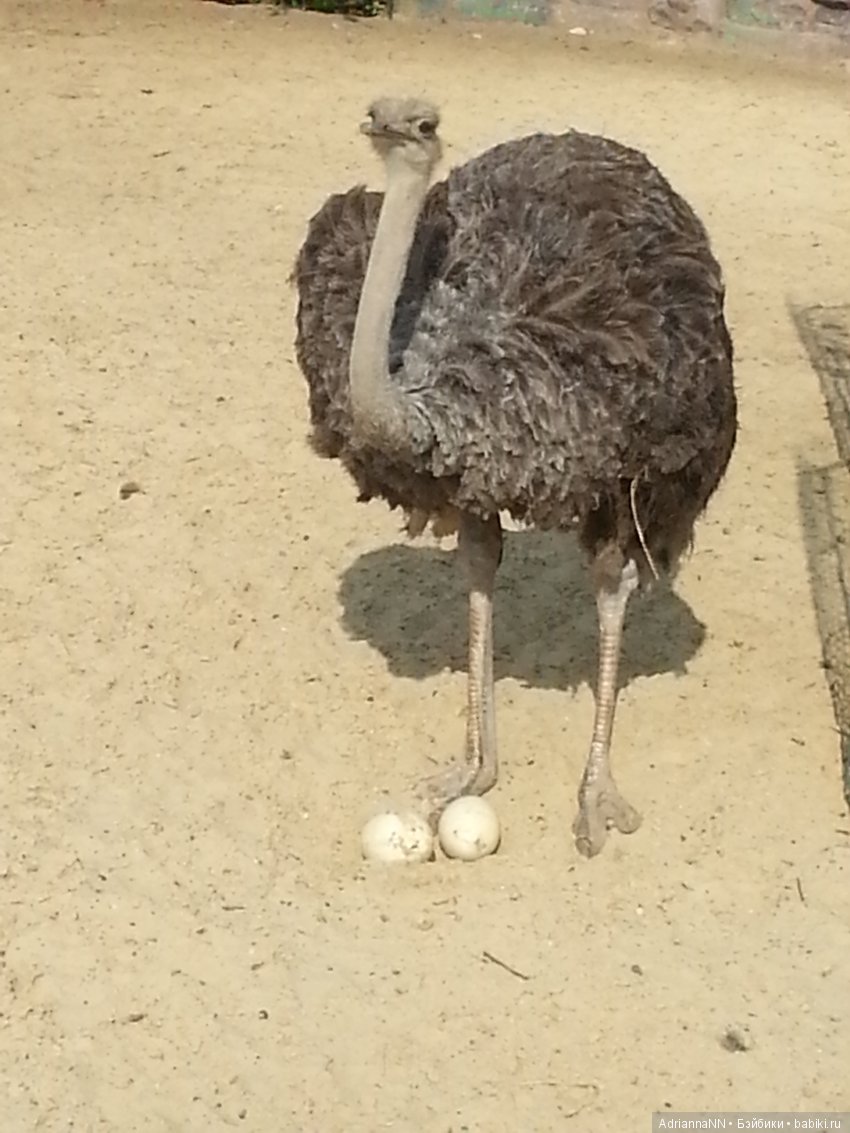 Прогулка по зоопарку)) Продолжение