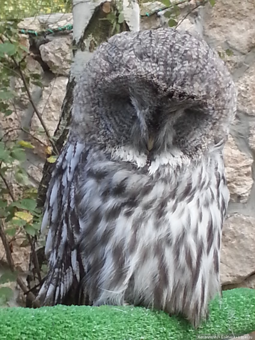 Прогулка по зоопарку)) Продолжение (фото 3)