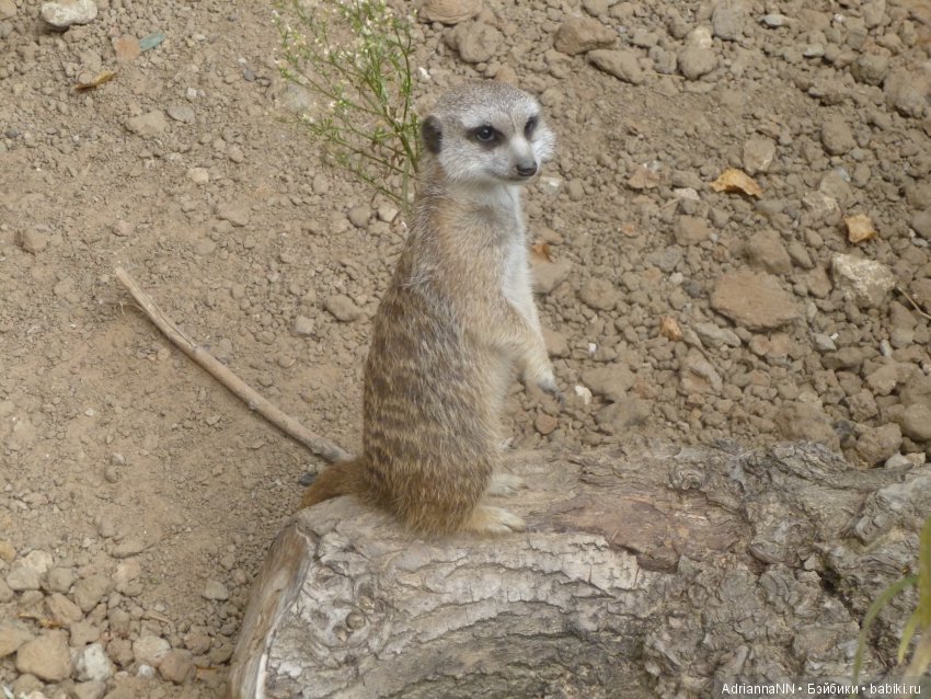 Прогулка по зоопарку)) Продолжение (фото 6)