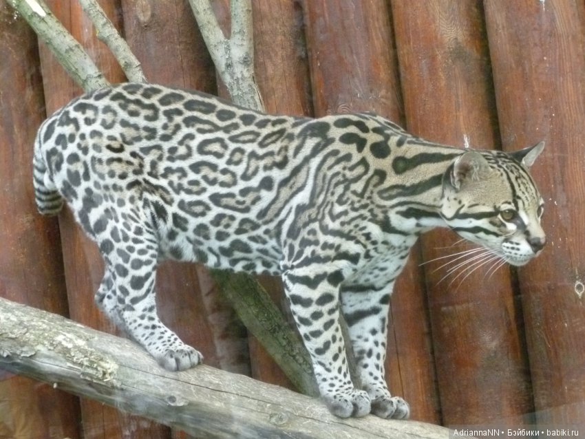 Прогулка по зоопарку)) Продолжение (фото 5)