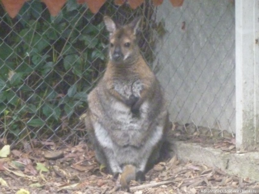 Прогулка по зоопарку)) Продолжение (фото 4)