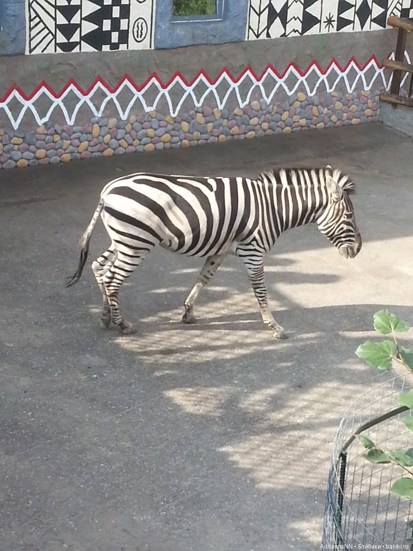 Прогулка по зоопарку)) Продолжение (фото 2)