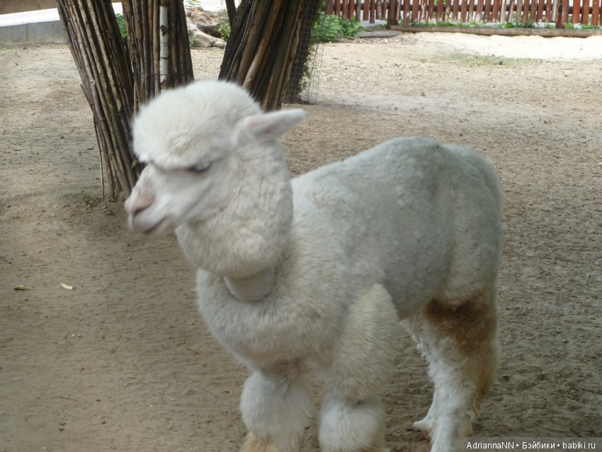 Прогулка по зоопарку)) Продолжение (фото 8)