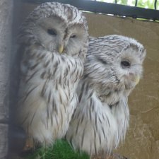 Прогулка по зоопарку))