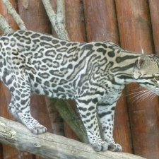 Прогулка по зоопарку)) Продолжение.