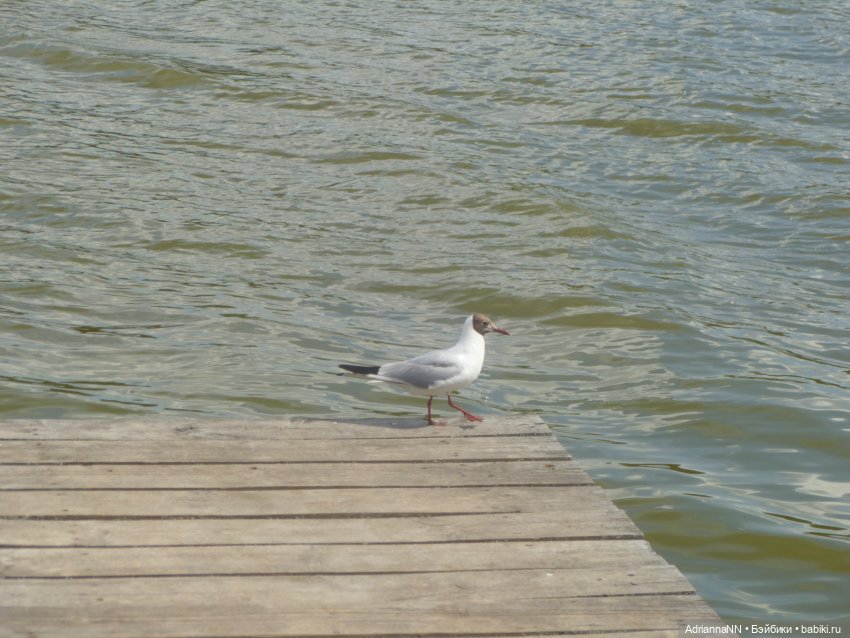 Райское место, или первая вылазка Адрианны (Мокси тинз) на природу