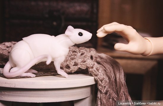 Новый знакомый Крысьтофера (фото 7)