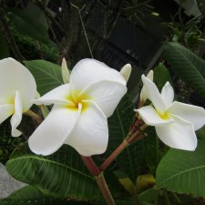 Тайланд Вам рад - на чудеса богат!