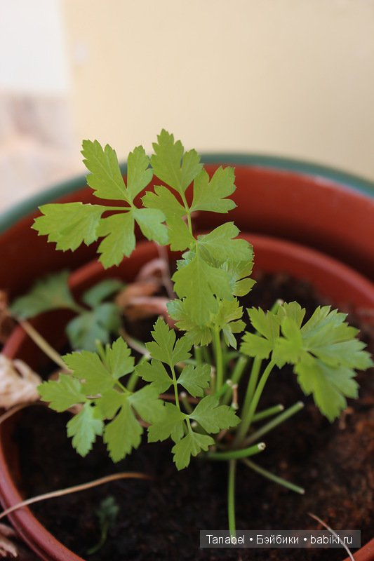Собираем урожай | Бэйбики Собираем урожай — Одежда и обувь для кукол своими руками: фото (фото 2)