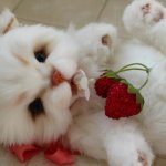 Любят ли коты клубнику?
