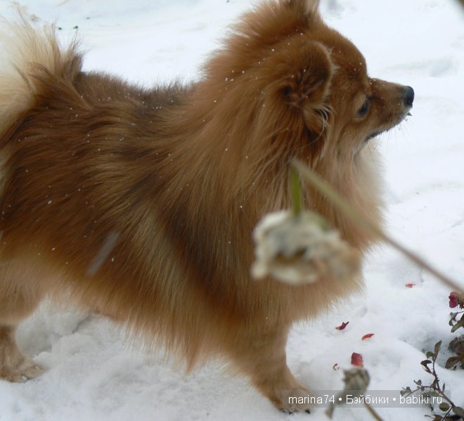Моя кукла Катюша на даче, Effanbee | Бэйбики Моя кукла Катюша на даче, Effanbee