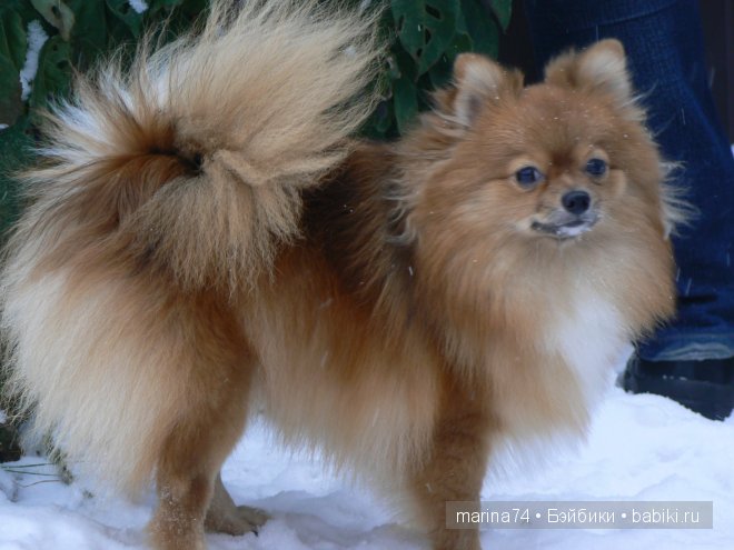 Моя кукла Катюша на даче, Effanbee | Бэйбики Моя кукла Катюша на даче, Effanbee