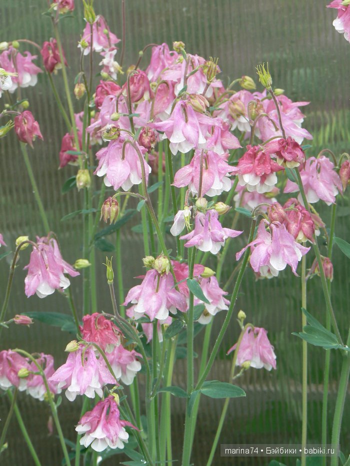 «…Она была маленькая-маленькая, всего в дюйм ростом. Ее так и прозвали - Дюймовочка» (фото 9)