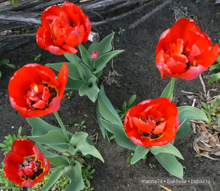 «…Она была маленькая-маленькая, всего в дюйм ростом. Ее так и прозвали - Дюймовочка» (фото 3)