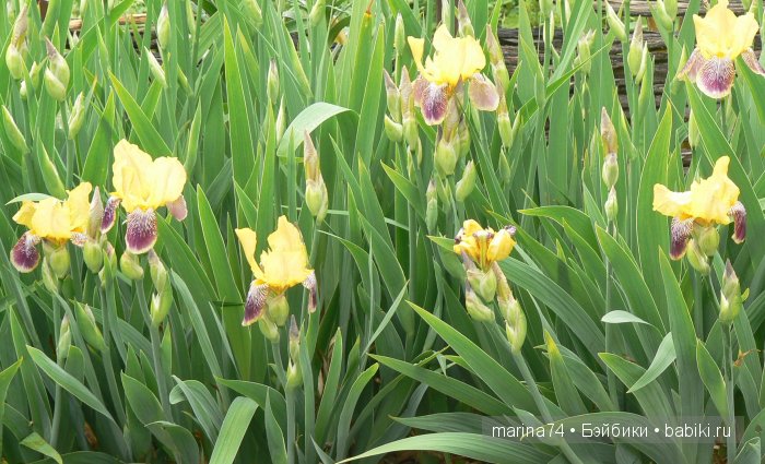 «…Она была маленькая-маленькая, всего в дюйм ростом. Ее так и прозвали - Дюймовочка»