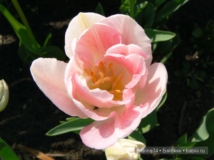 тюльпанчик