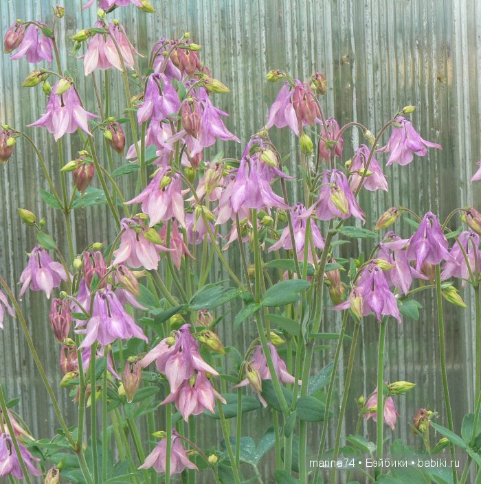 «…Она была маленькая-маленькая, всего в дюйм ростом. Ее так и прозвали - Дюймовочка» (фото 7)