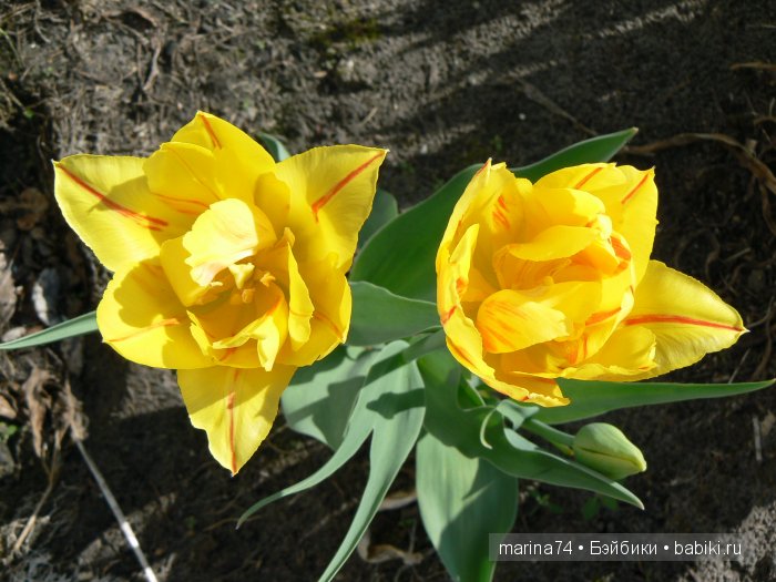 «…Она была маленькая-маленькая, всего в дюйм ростом. Ее так и прозвали - Дюймовочка» (фото 2)