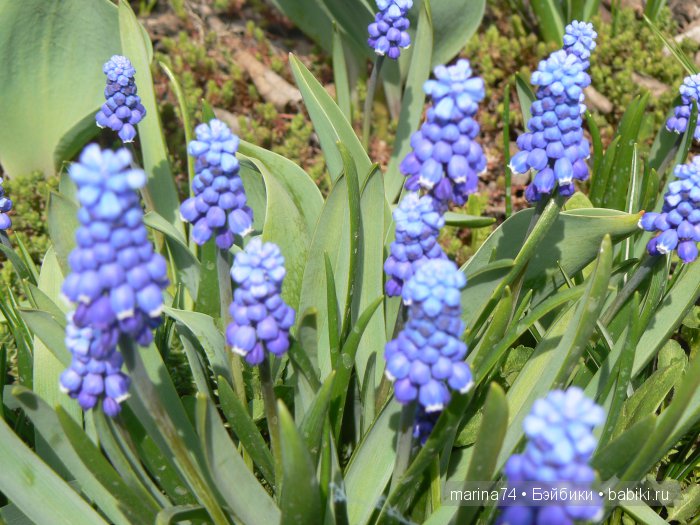 Мои модницы или простенькие вязаные платьица для девочек-вихтелей (фото 2)